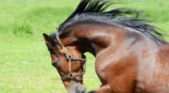 Американски тръс